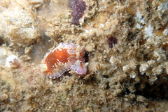 Chromodoris alternata