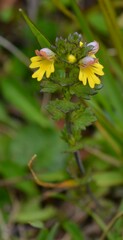 Euphrasia minima