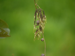 Dioscorea bulbifera