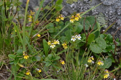 Euphrasia minima
