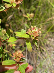 Ludwigia pilosa