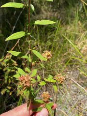 Ludwigia pilosa