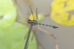 Ictinogomphus decoratus