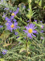 Symphyotrichum puniceum