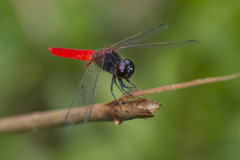 Aethriamanta brevipennis