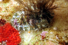 Plaxiphora matthewsi