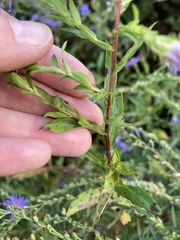 Symphyotrichum puniceum