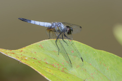 Aethriamanta gracilis