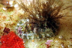 Plaxiphora matthewsi