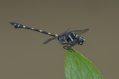 Ictinogomphus decoratus