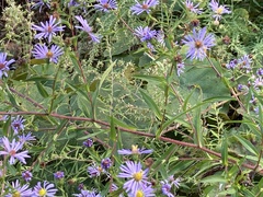Symphyotrichum puniceum