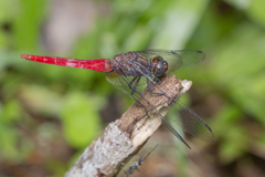 Orthetrum chrysis