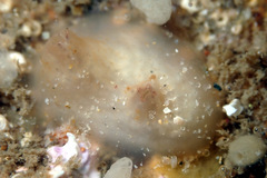Pyuridae