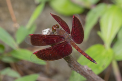 Neurothemis fluctuans