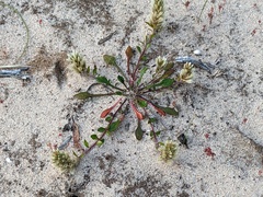 Ptilotus spathulatus