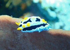 Phyllidia coelestis