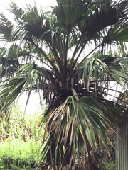 Pritchardia beccariana