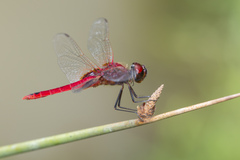 Urothemis signata