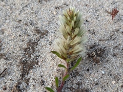 Ptilotus spathulatus