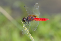 Aethriamanta brevipennis