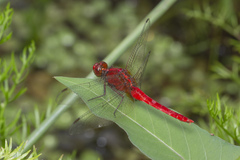 Rhodothemis rufa