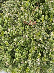 Buxus sempervirens