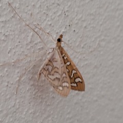 Nausinoe perspectata