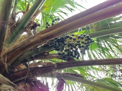 Pritchardia beccariana