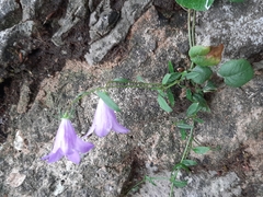 Campanula rotundifolia
