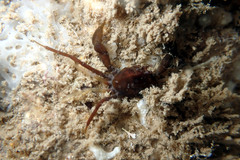 Halicarcinus ovatus