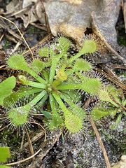 Drosera capillaris