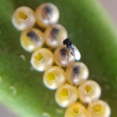 Pteromalidae