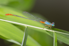 Ceriagrion cerinorubellum