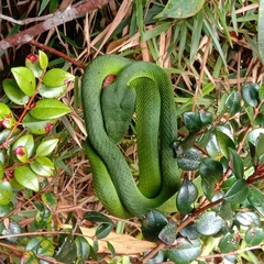 Trimeresurus nebularis