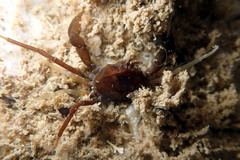 Halicarcinus ovatus