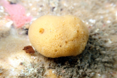 Callyspongia