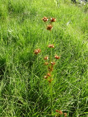 Cladium mariscoides