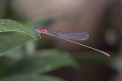 Teinobasis ruficollis