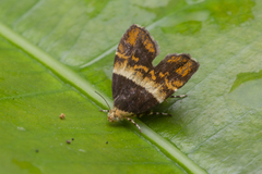 Choreutis