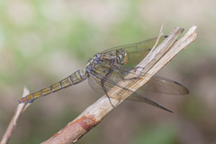 Orthetrum testaceum