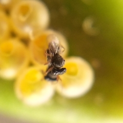 Pteromalidae