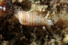 Cacozeliana granarium