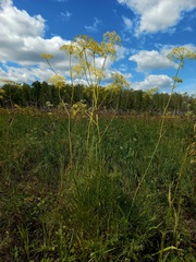 Peucedanum morisonii