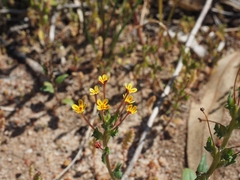 Zaluzianskya divaricata