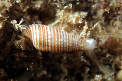 Cacozeliana granarium