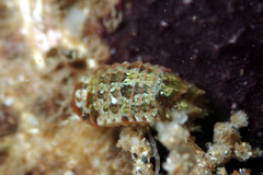 Cilicaea curtispina