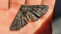 Melanodes anthracitaria