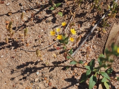 Zaluzianskya divaricata