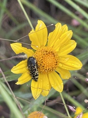 Acmaeodera decipiens
