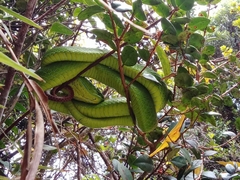 Trimeresurus nebularis
